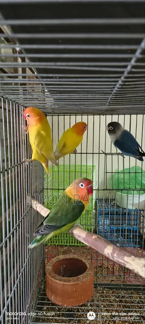 লাভ বার্ডস অ্যাডাল্ট ৪ পিস