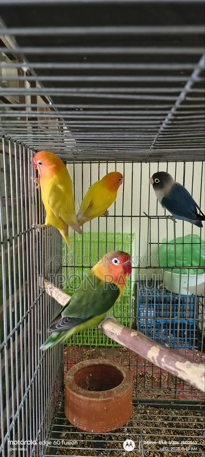 লাভ বার্ডস অ্যাডাল্ট ৪ পিস
