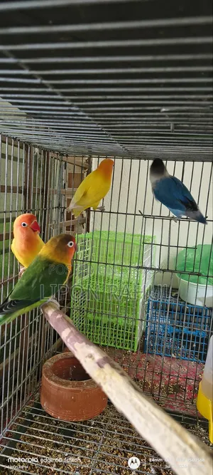 লাভ বার্ডস অ্যাডাল্ট ৪ পিস