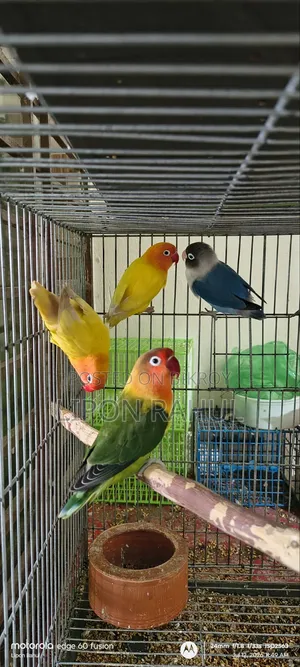 Love Birds Adults 4 Pics