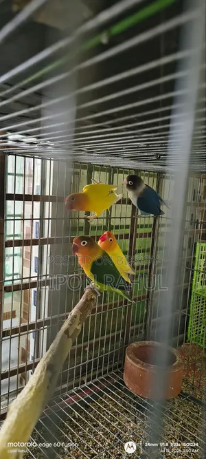 লাভ বার্ডস অ্যাডাল্ট ৪ পিস