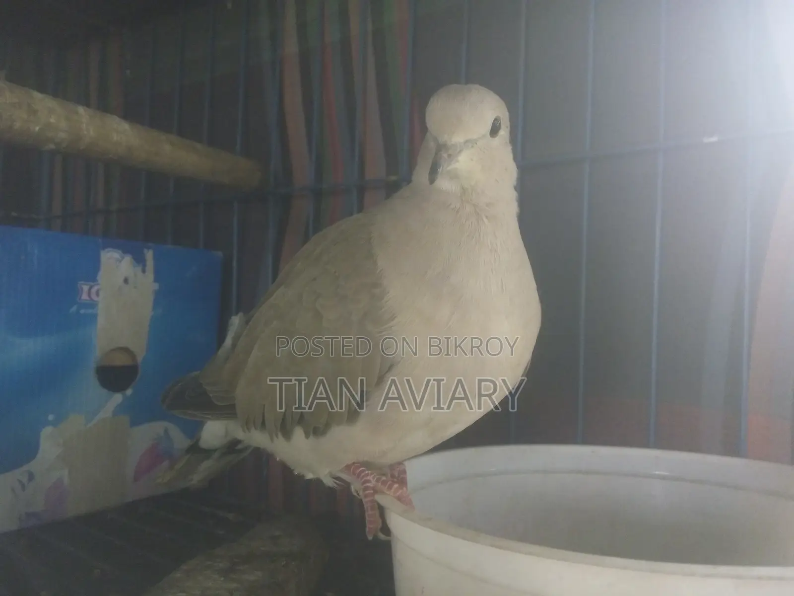 Australian Ringneck Doves