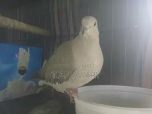Australian Ringneck Doves