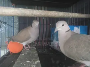 Australian Ringneck Doves