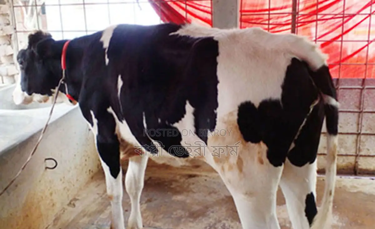 High-quality Heifer for Sale (No. 1402)
