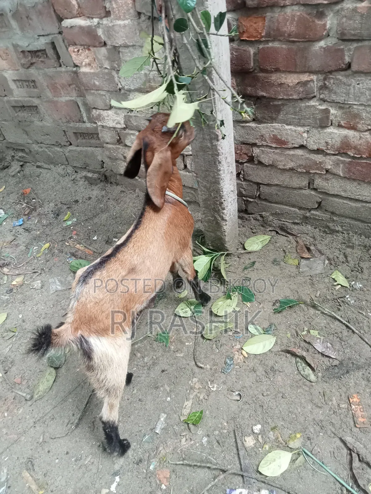 Ram Goat Cross