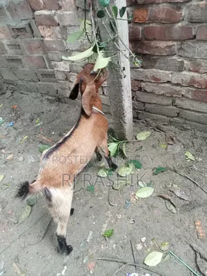 Ram Goat Cross