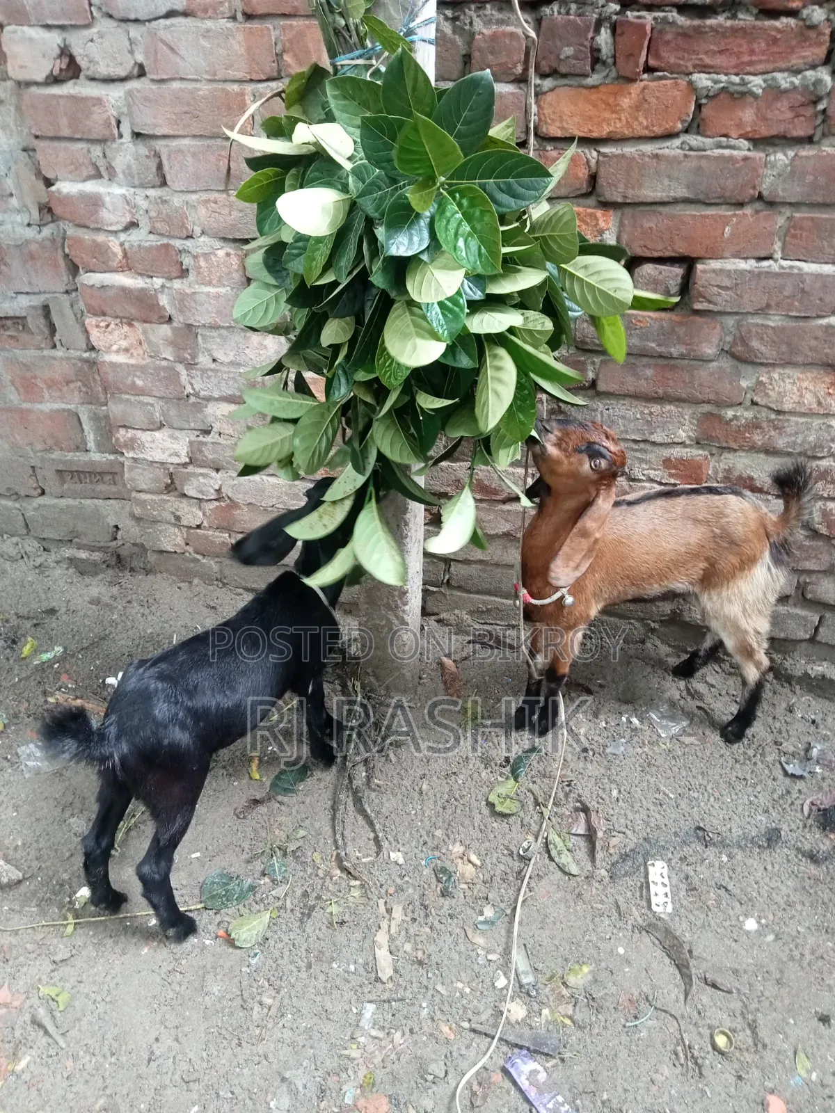 Ram Goat Cross