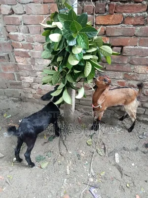 Ram Goat Cross