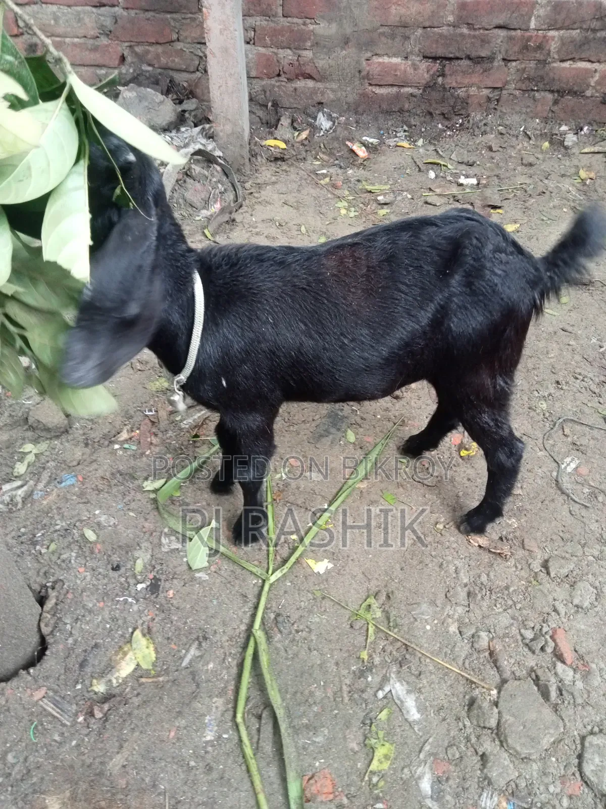 Ram Goat Cross