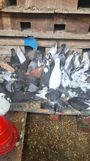 Urgent need for money, so I am selling all my pigeons