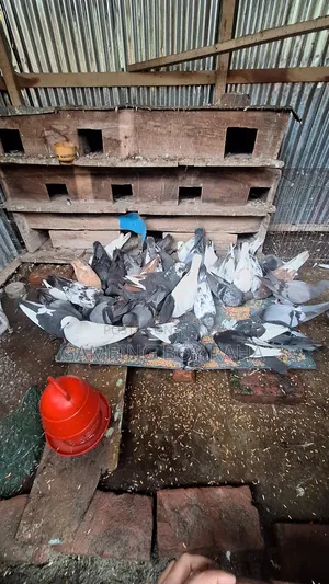 Urgent need for money, so I am selling all my pigeons