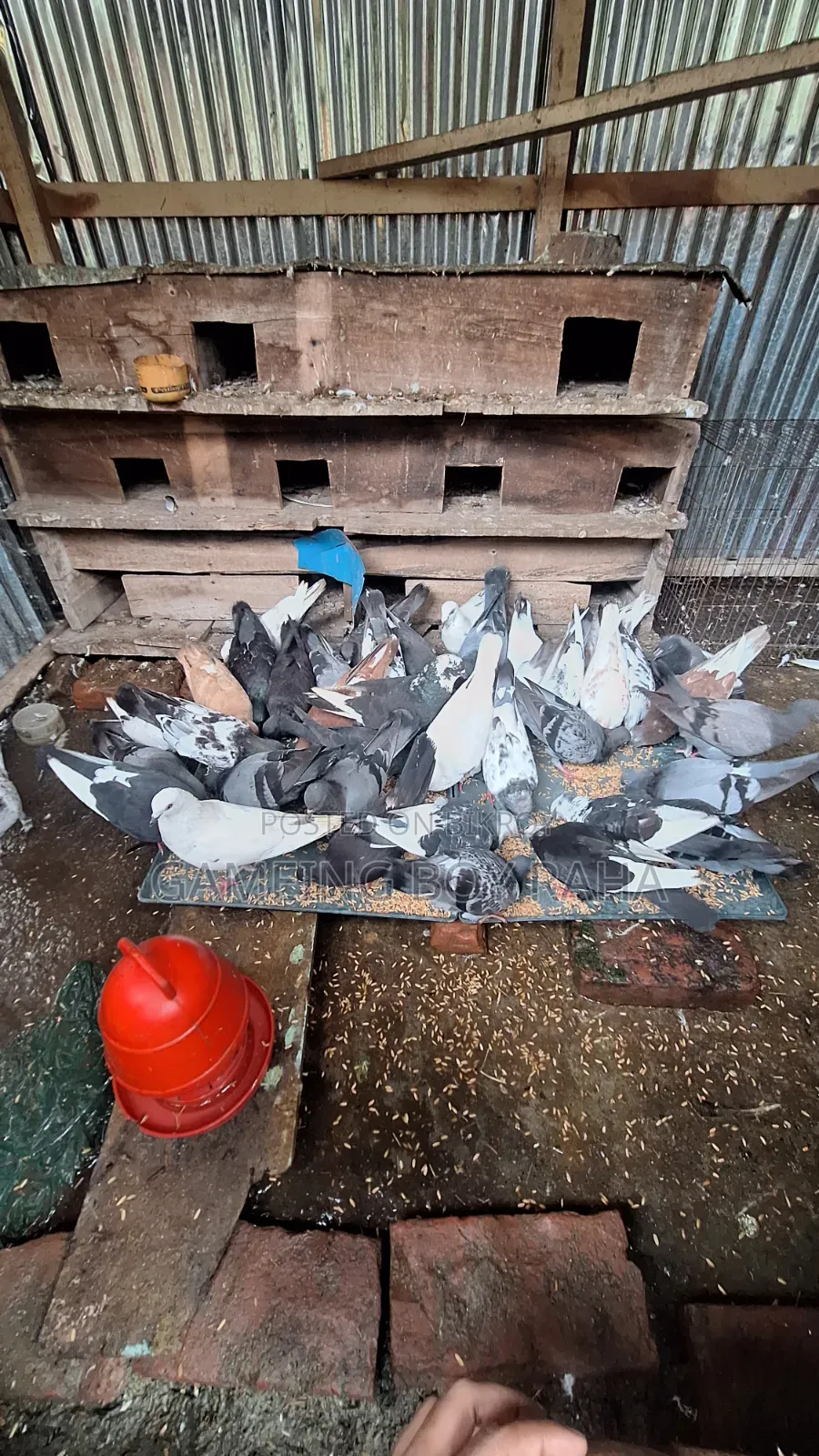 Urgent need for money, so I am selling all my pigeons