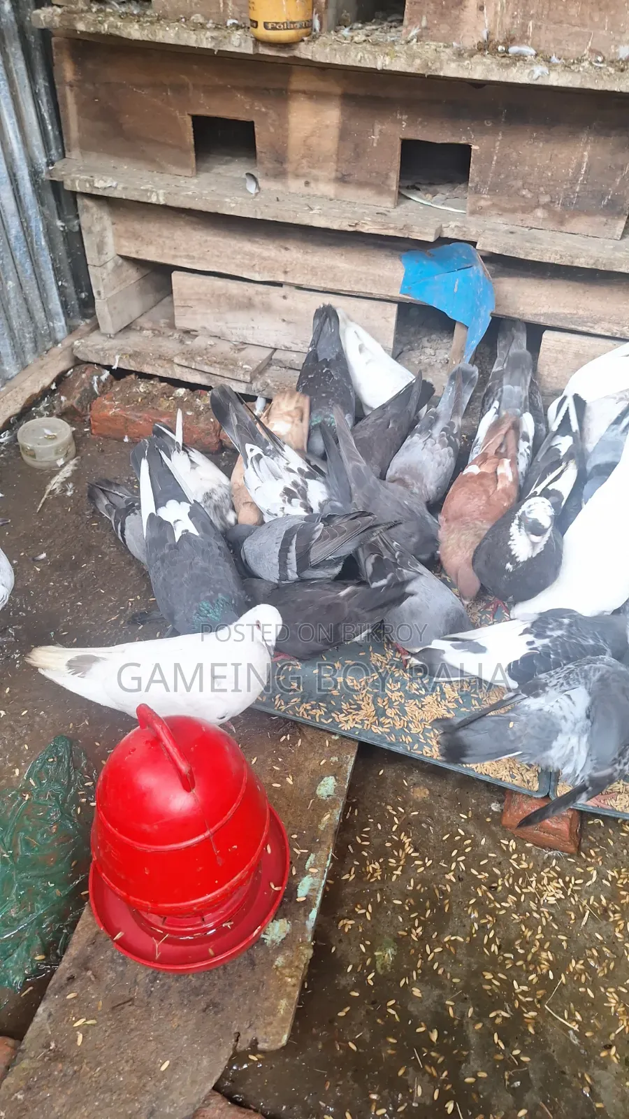 Urgent need for money, so I am selling all my pigeons
