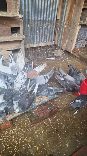Urgent need for money, so I am selling all my pigeons
