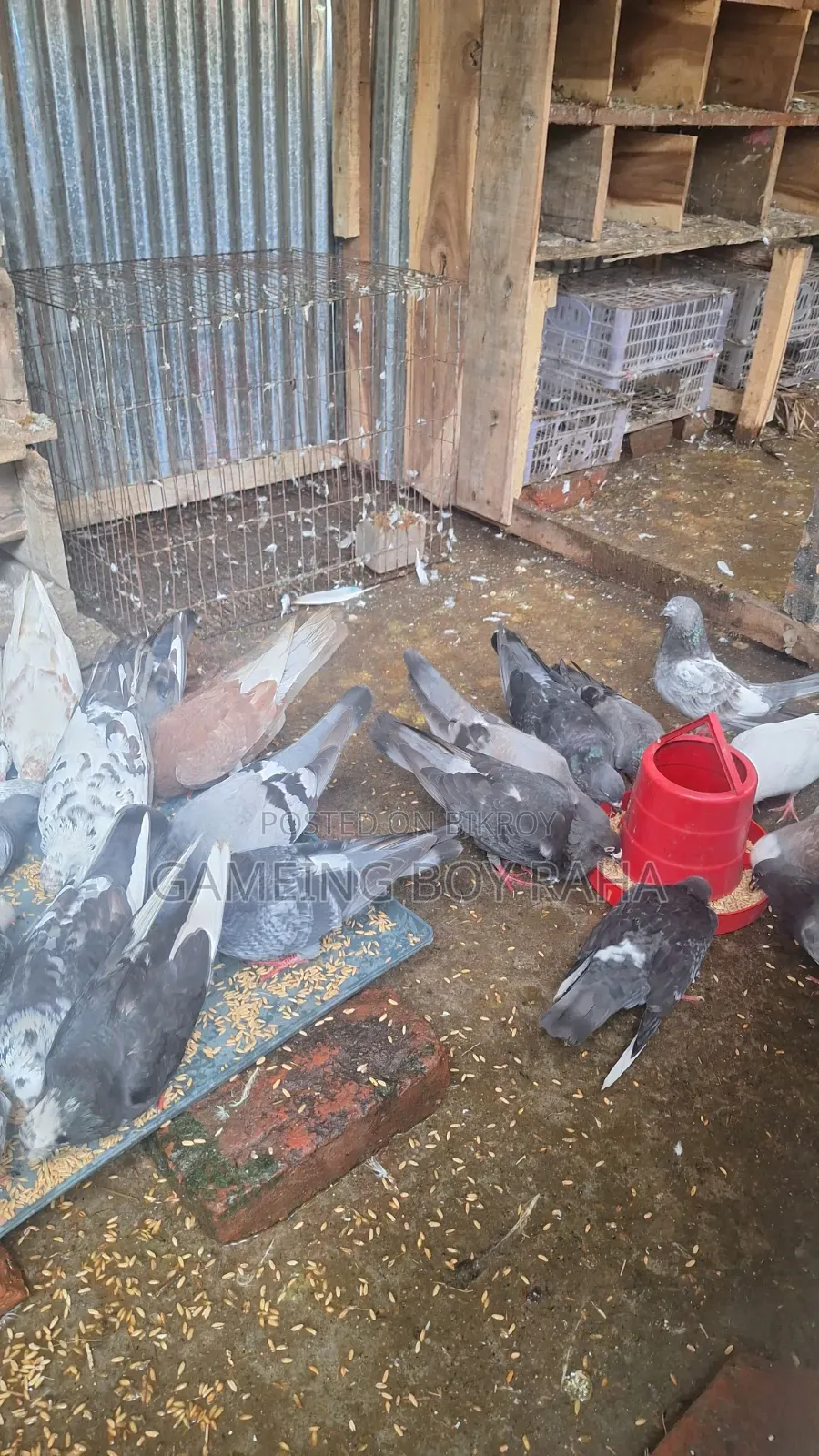 Urgent need for money, so I am selling all my pigeons