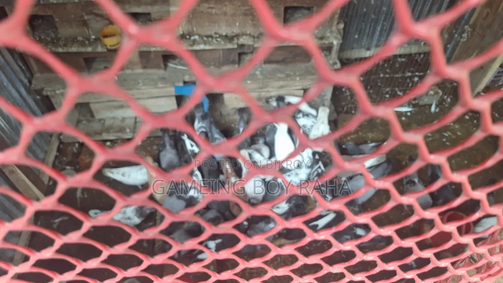 Urgent need for money, so I am selling all my pigeons