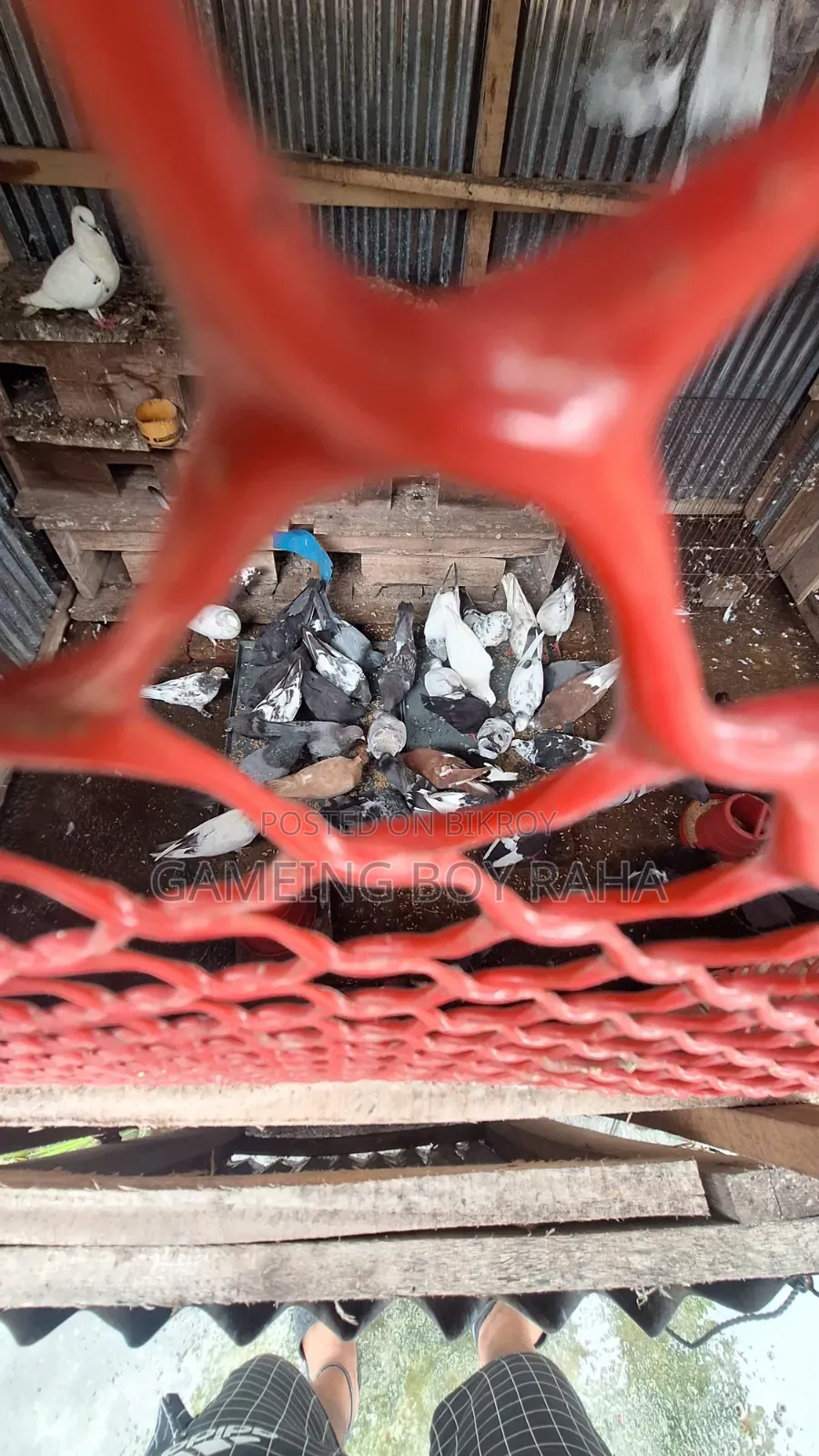 Urgent need for money, so I am selling all my pigeons