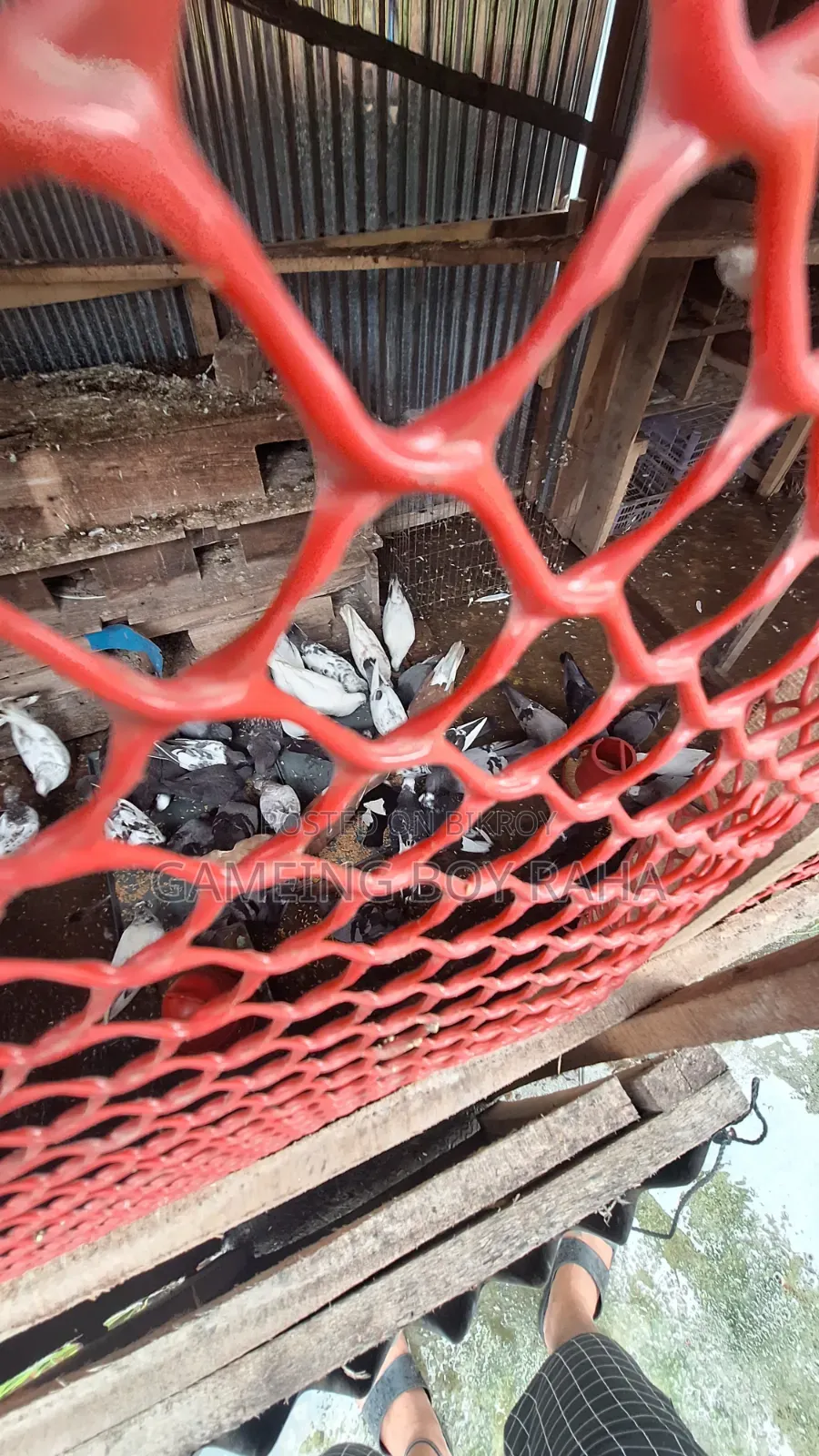 Urgent need for money, so I am selling all my pigeons