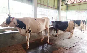 3 high-breed cows of number 1404 are for sale.