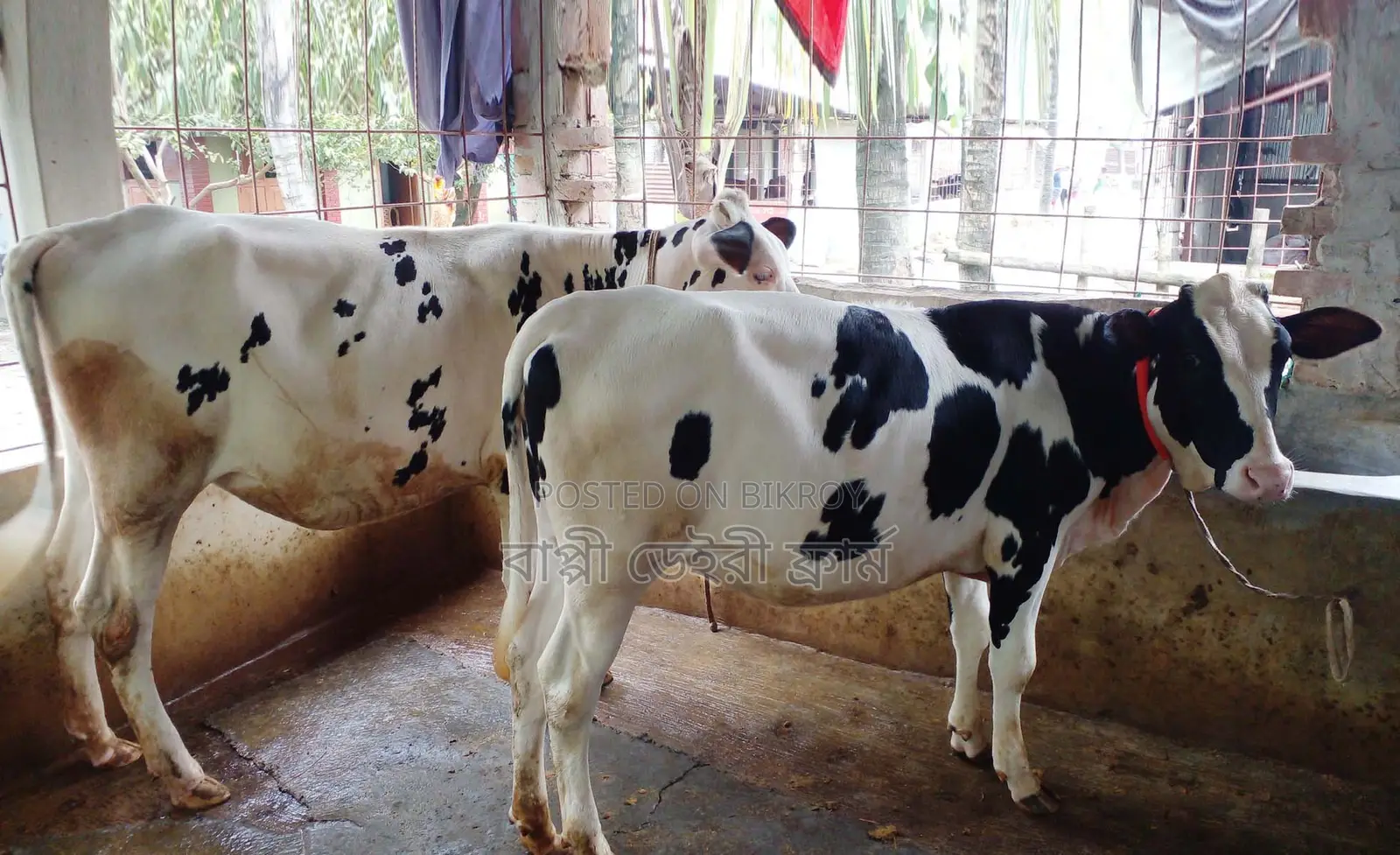 ১৪০৫নং ২টি বকনা বিক্রয় হবে ভালো জাতের ।