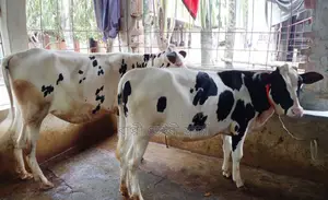 ১৪০৫নং ২টি বকনা বিক্রয় হবে ভালো জাতের ।