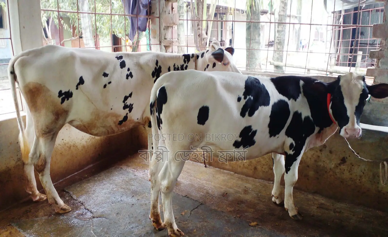 ১৪০৫নং ২টি বকনা বিক্রয় হবে ভালো জাতের ।