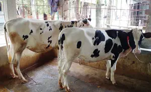 ১৪০৫নং ২টি বকনা বিক্রয় হবে ভালো জাতের ।