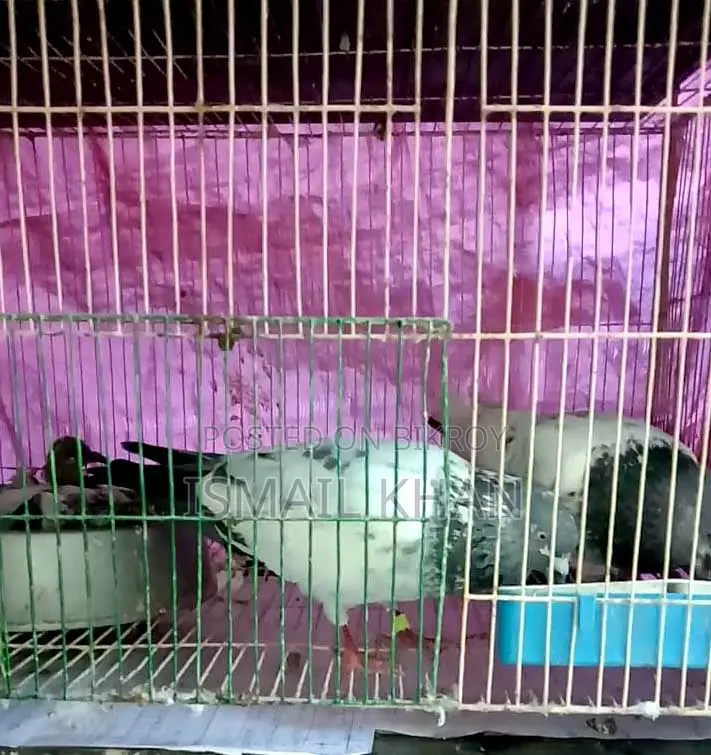 Local and Giribaz Pigeons for Sale – Healthy, Cage-Raised