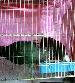 Local and Giribaz Pigeons for Sale – Healthy, Cage-Raised