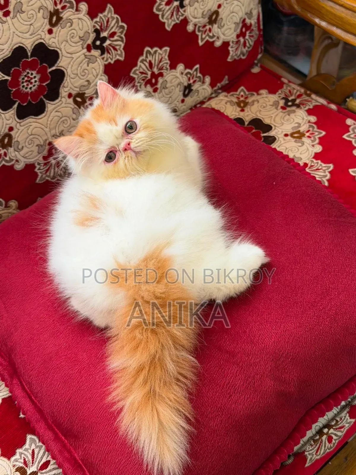 1-3 Months Male Purebred Exotic