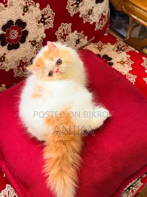 1-3 Months Male Purebred Exotic