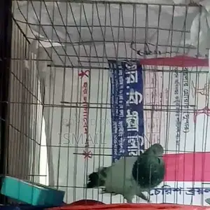 Local and Giribaz Pigeons for Sale – Healthy, Cage-Raised