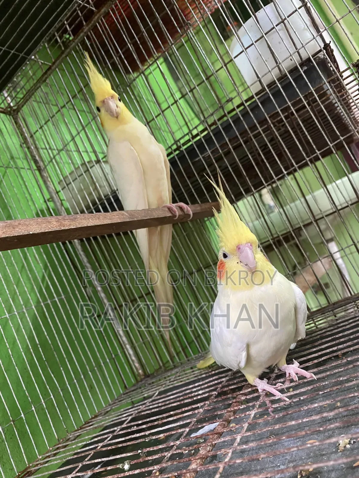 Cockatiel Pakhi