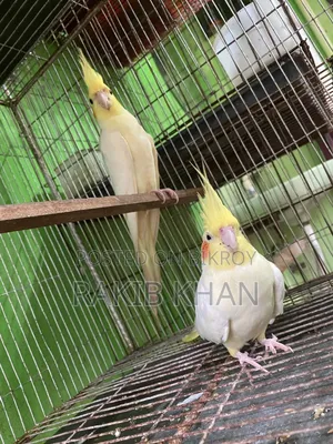 Cockatiel Pakhi