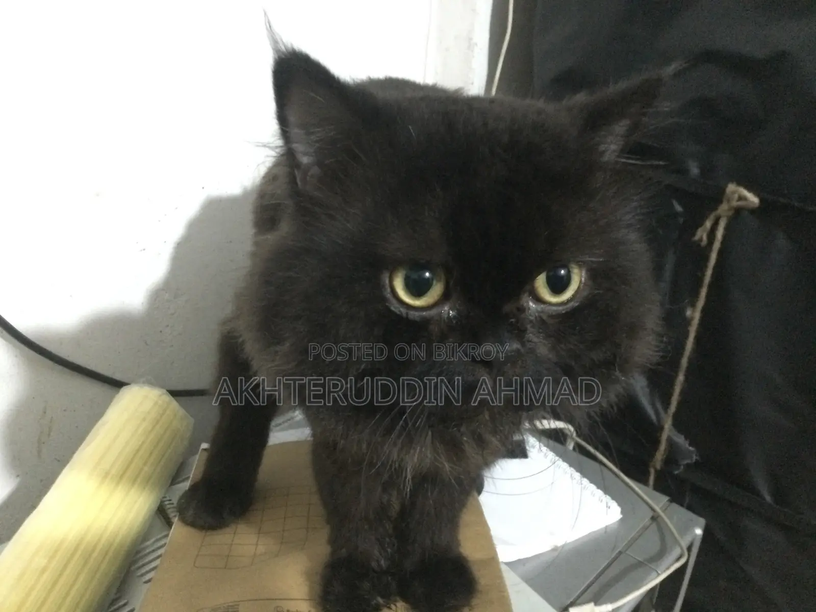 1+ Year Male Purebred Persian Cat