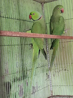 ইন্ডিয়ান রিংনেক টিয়া