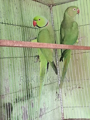 ইন্ডিয়ান রিংনেক টিয়া