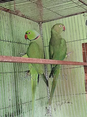 ইন্ডিয়ান রিংনেক টিয়া