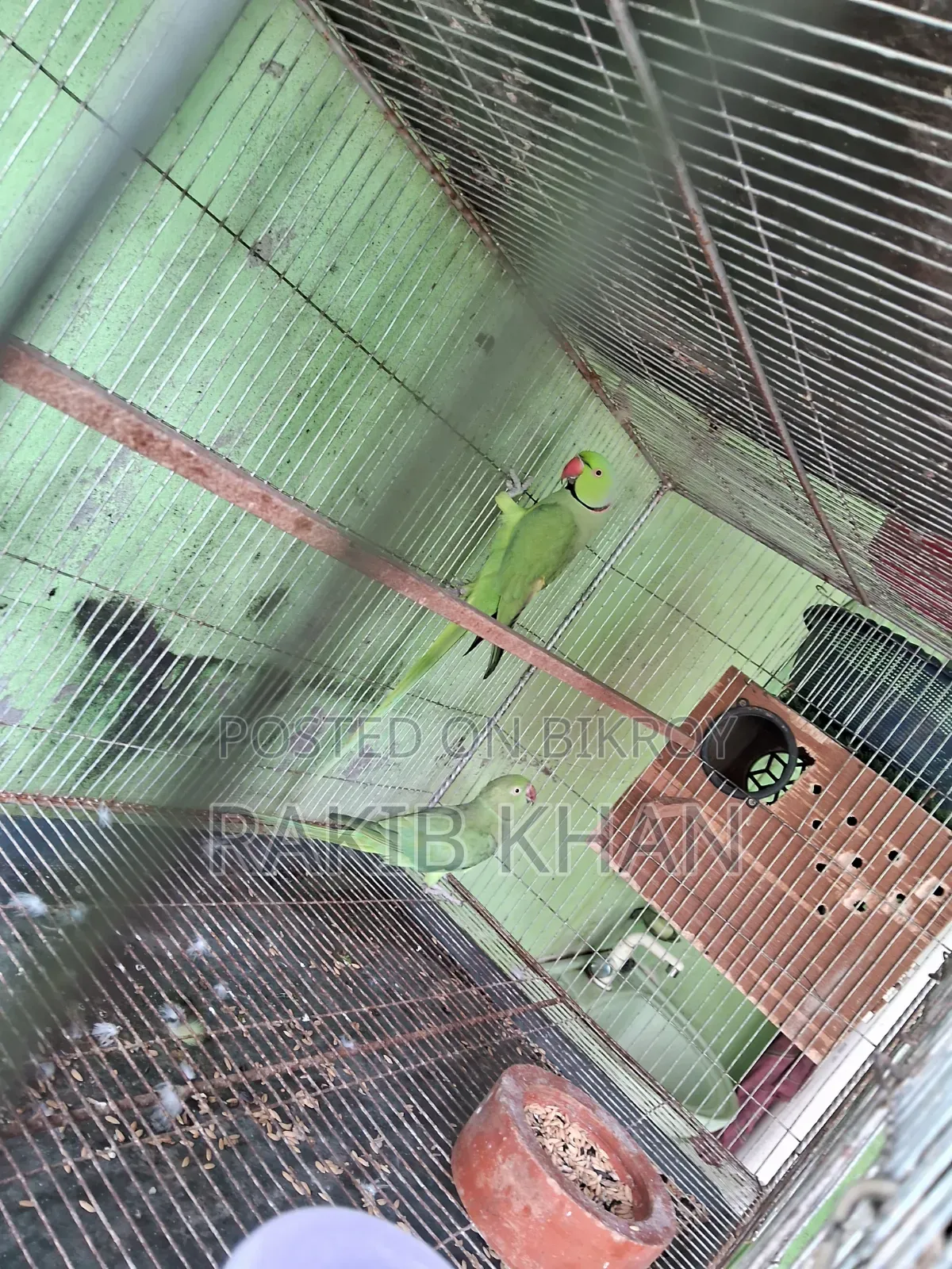 ইন্ডিয়ান রিংনেক টিয়া