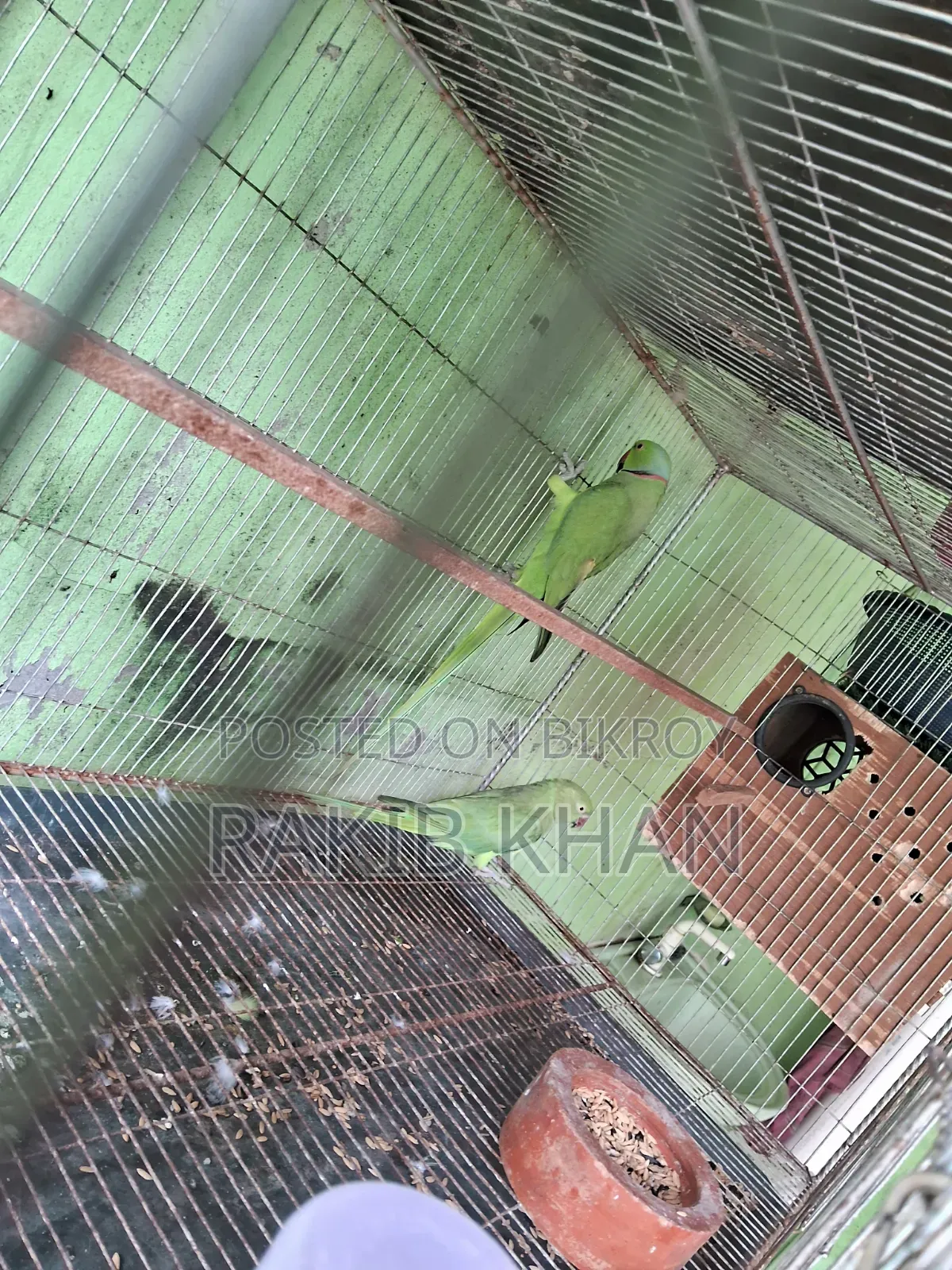 ইন্ডিয়ান রিংনেক টিয়া