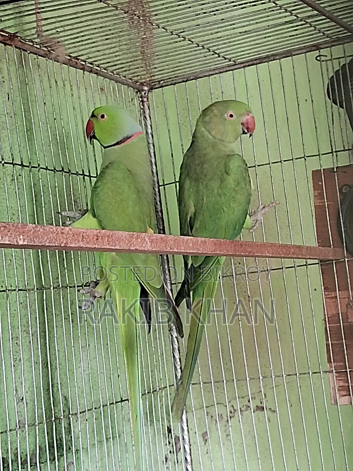 ইন্ডিয়ান রিংনেক টিয়া