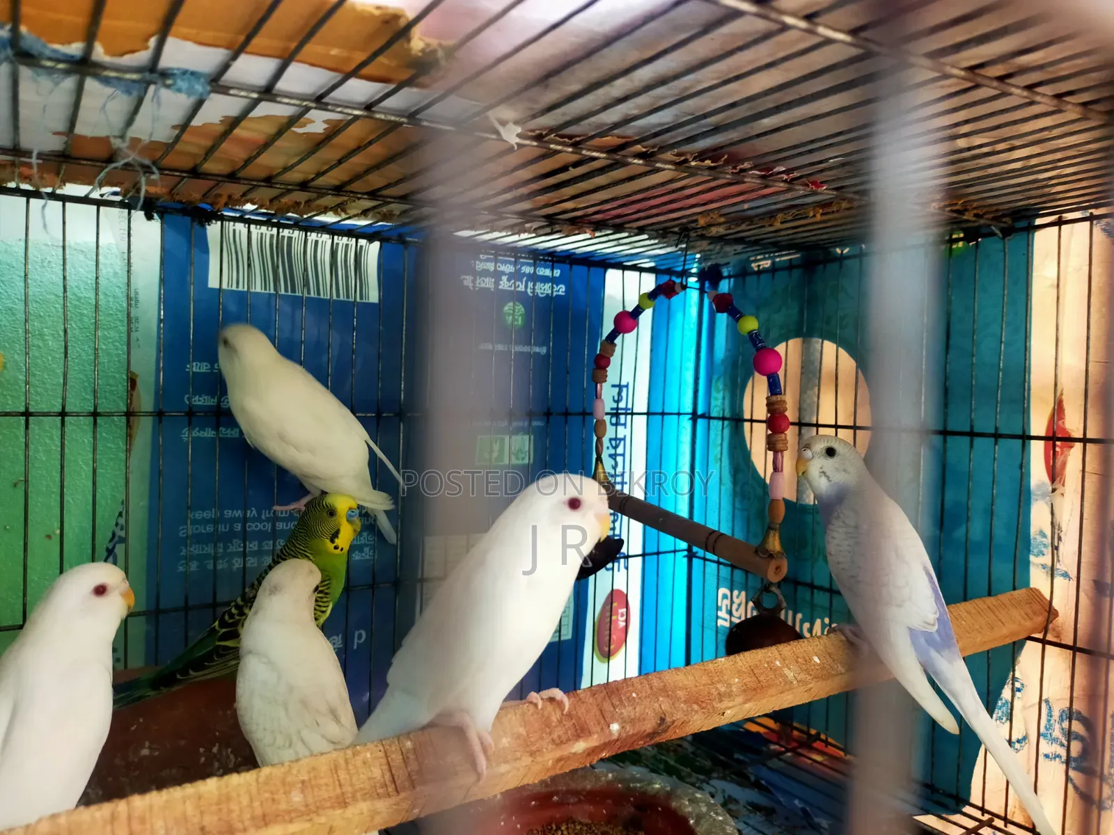 Budgerigar Bird