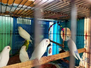 Budgerigar Bird