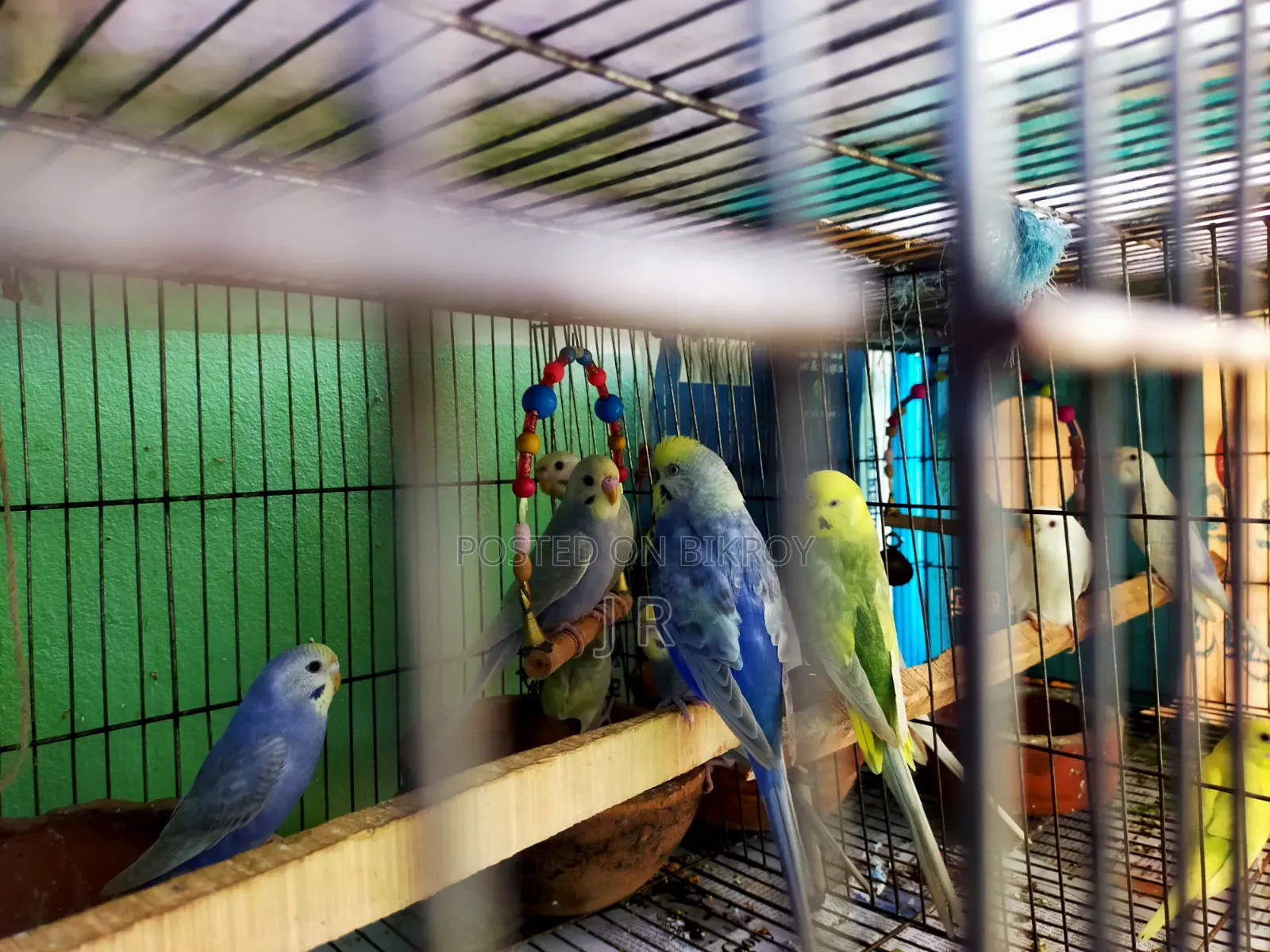 Budgerigar Bird