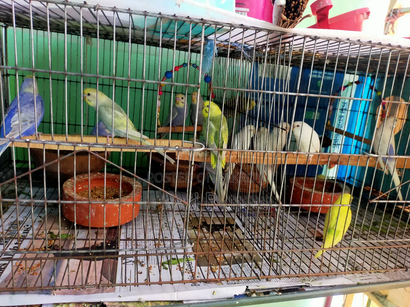 Budgerigar Bird