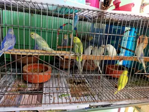 Budgerigar Bird