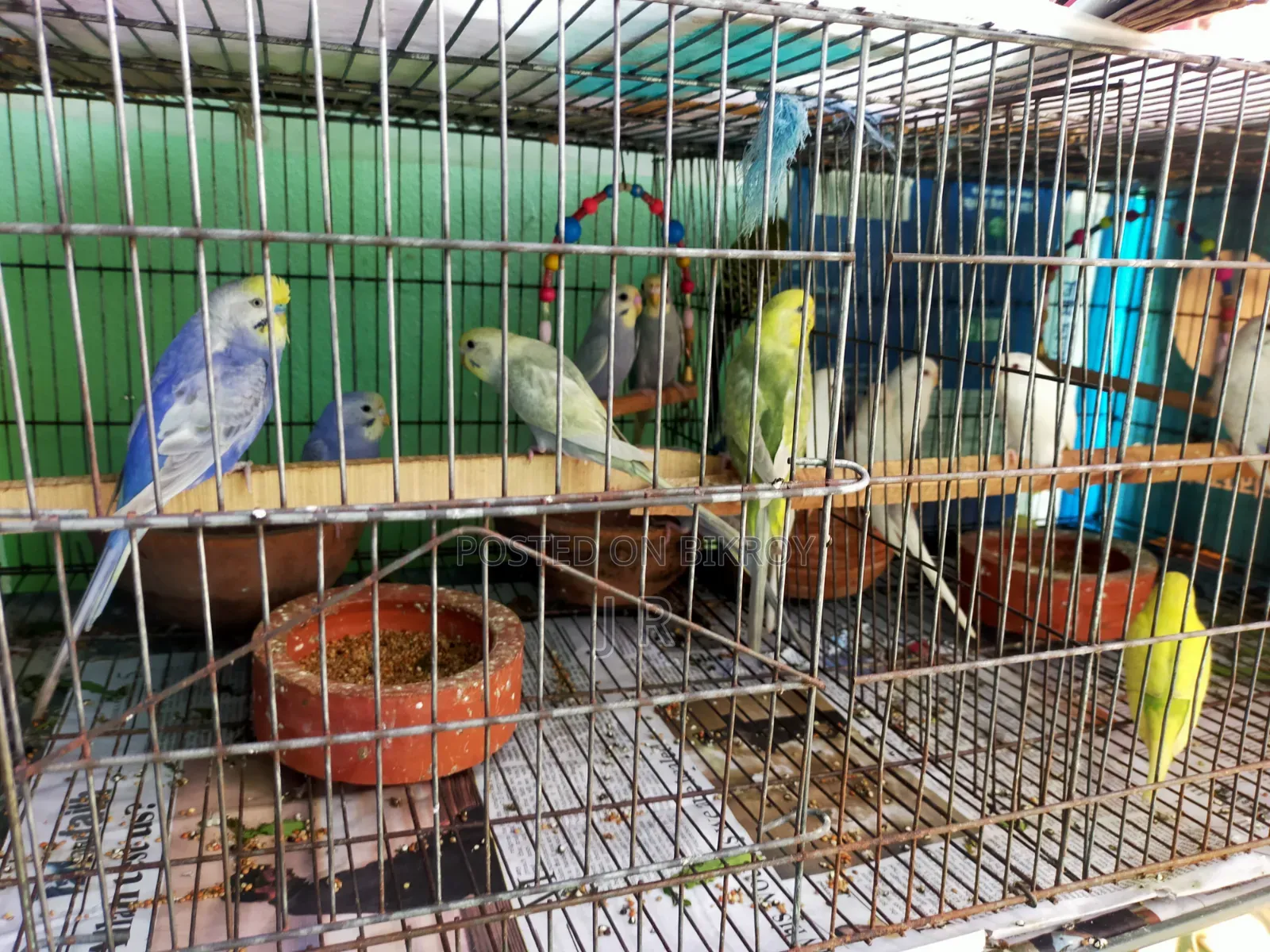 Budgerigar Bird