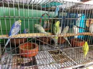 Budgerigar Bird