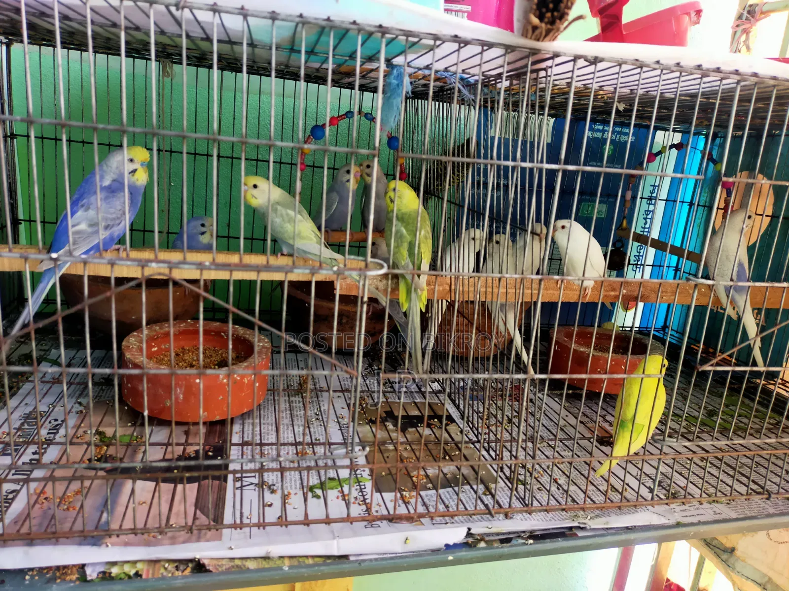 Budgerigar Bird